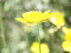 Ranunculus nigrescens