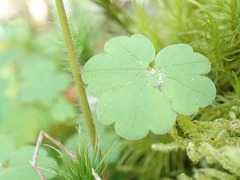 Ranunculus nigrescens