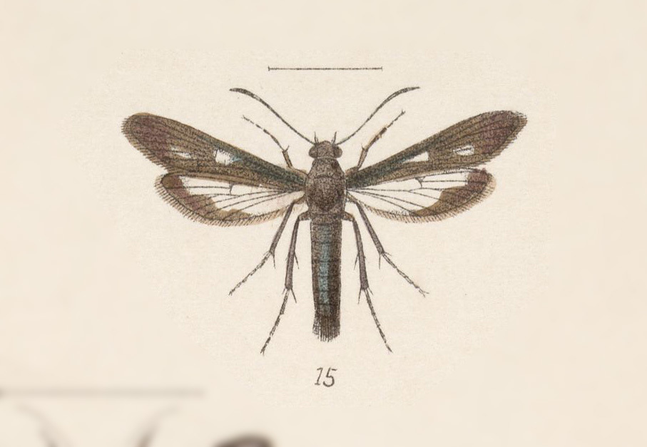 Synanthedon hela