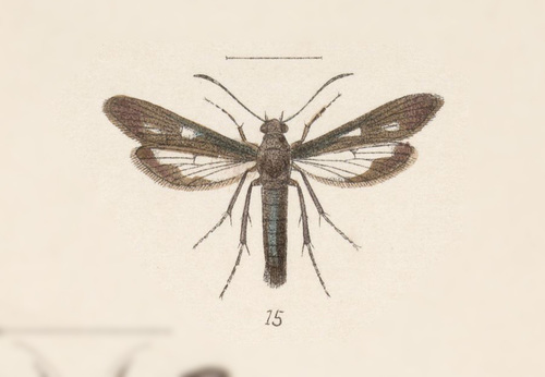Synanthedon hela