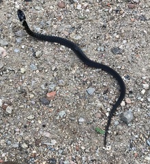 Erythrolamprus mossoroensis