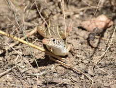 Gerrhosaurus nigrolineatus