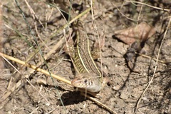 Gerrhosaurus nigrolineatus