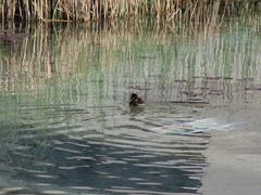 Anas platyrhynchos