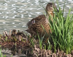 Anas platyrhynchos
