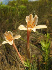 Cyrtanthus leptosiphon