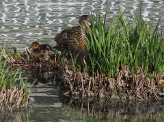 Anas platyrhynchos