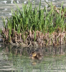 Anas platyrhynchos