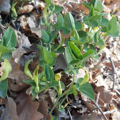 Aristolochia pallida