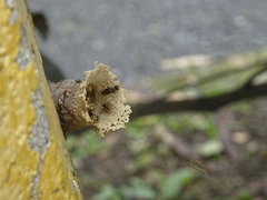 Nannotrigona
