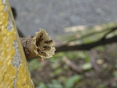 Nannotrigona