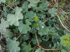 Echium parviflorum