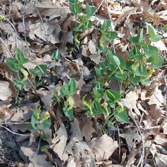 Aristolochia pallida