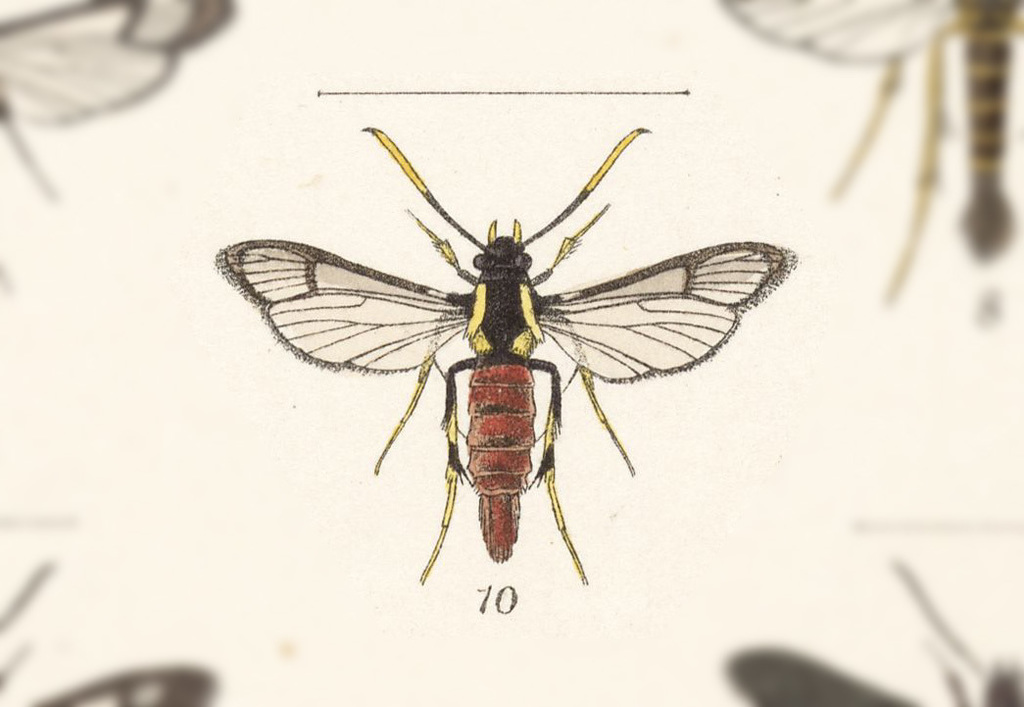 Carmenta laeta
