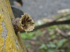 Nannotrigona