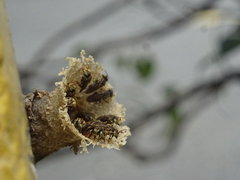 Nannotrigona