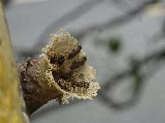 Nannotrigona