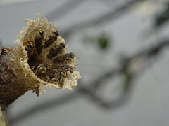 Nannotrigona