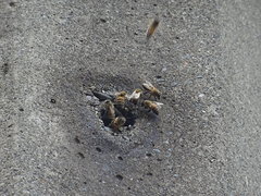Apis mellifera