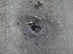 Apis mellifera