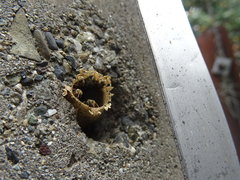 Nannotrigona