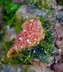 Lamprospora miniata