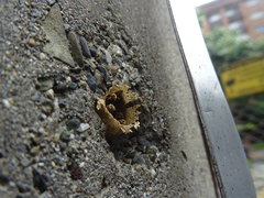 Nannotrigona