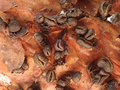 Cenangium ferruginosum