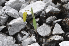 Fritillaria crassicaulis