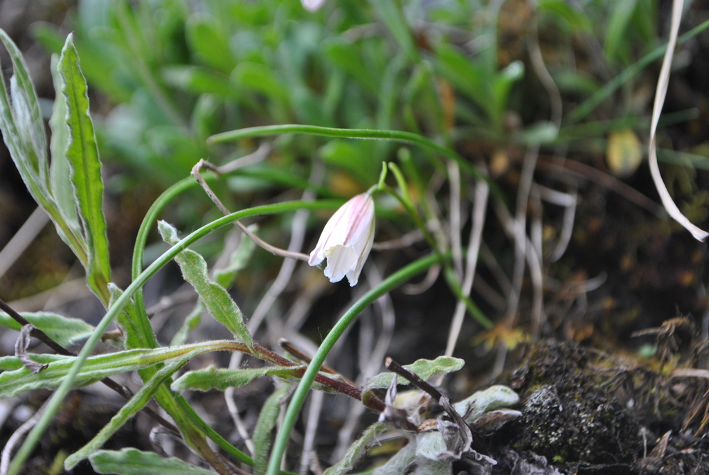 Gagea yunnanensis