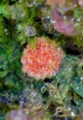 Lamprospora miniata