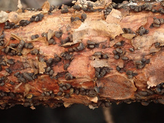 Cenangium ferruginosum