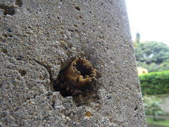 Meliponini