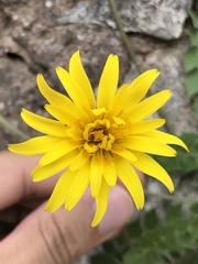 Asteraceae