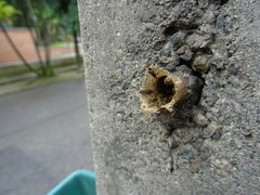 Nannotrigona