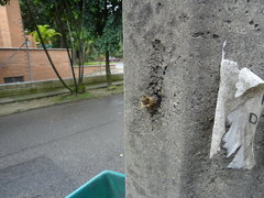 Nannotrigona