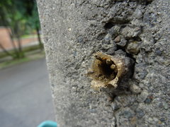 Nannotrigona