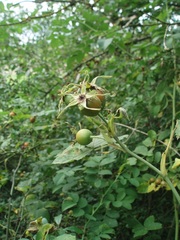 Rosa tomentosa