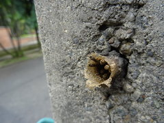 Nannotrigona