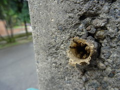 Nannotrigona