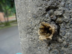 Nannotrigona
