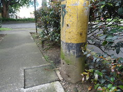 Nannotrigona