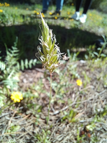 Anthoxanthum odoratum iNat (2)