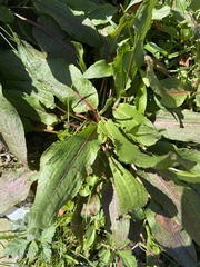 Rumex obtusifolius