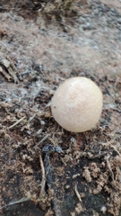 Steatoda paykulliana