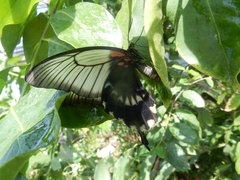 Papilio lowii