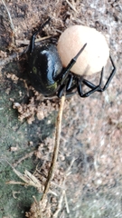 Steatoda paykulliana