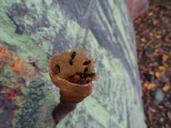Nannotrigona