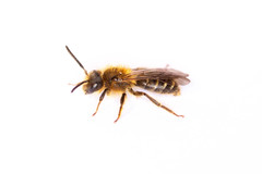 Andrena lagopus
