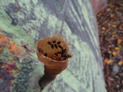 Nannotrigona